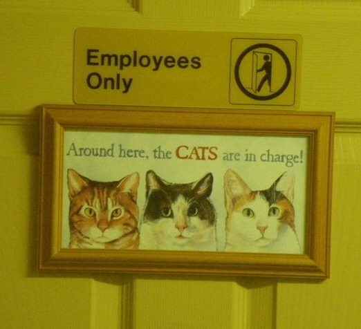 CatEntranceS