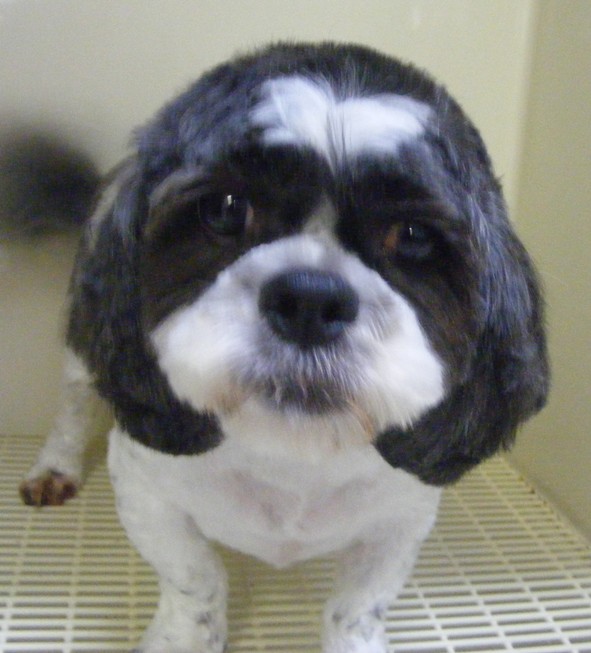 ShihTzu1After - Copy