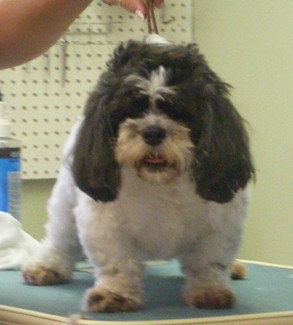 ShihTzu1Before - Copy