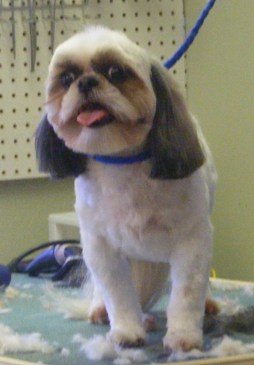 ShihTzu2After - Copy