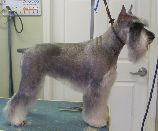 StdSchnauzer_sm