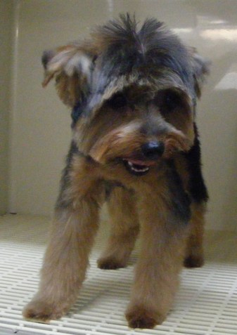 Yorkie